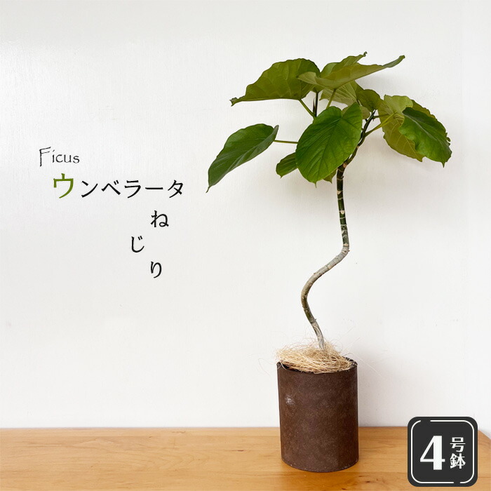 楽天市場】予約販売 観葉植物 フィカス ルビー ねじり 4号鉢 送料無料