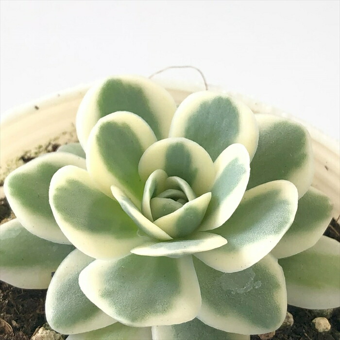 楽天市場】多肉植物 shセンペルビウム コットンキャンディ 7.5cmポット