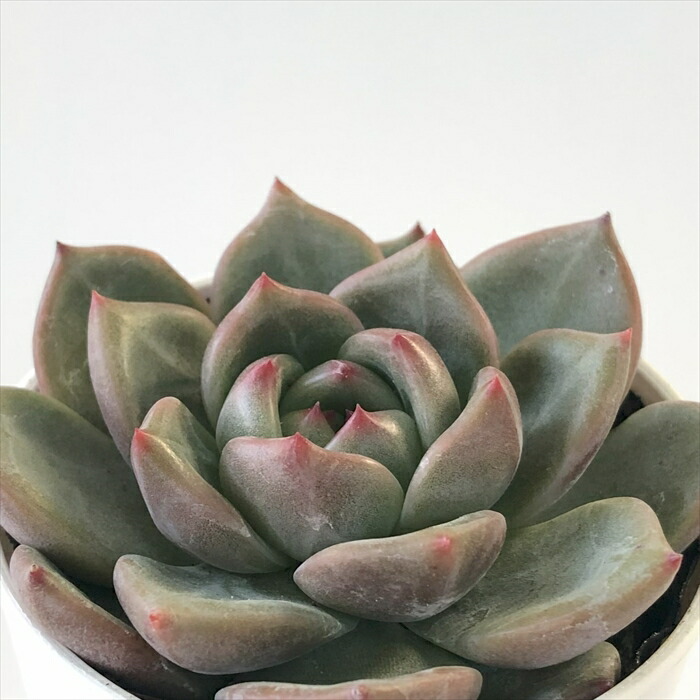 楽天市場】多肉植物 skエケベリア アンストーン 多肉植物 エケベリア