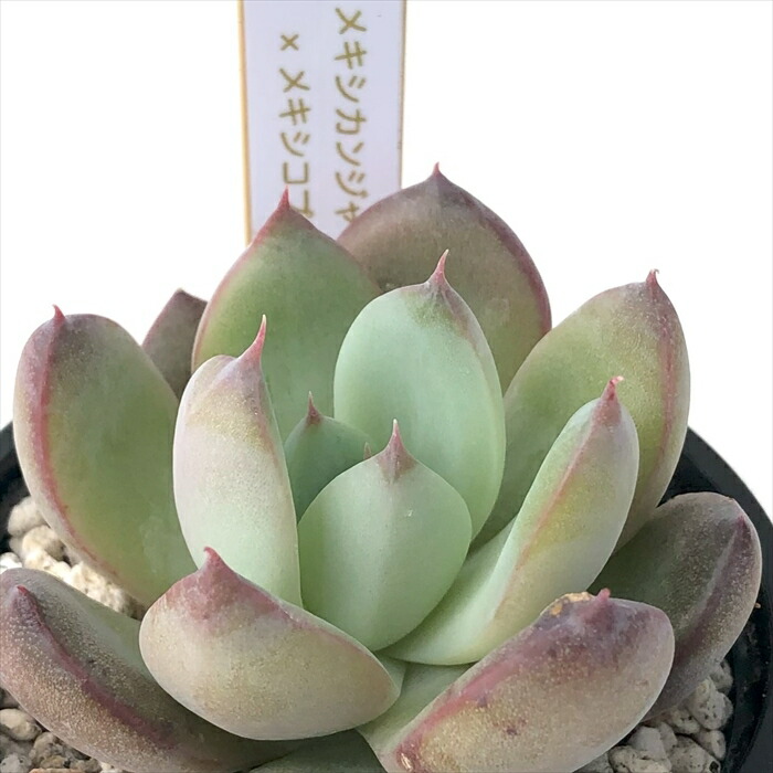 楽天市場】多肉植物 halkエケベリア Filou フィルー 多肉植物