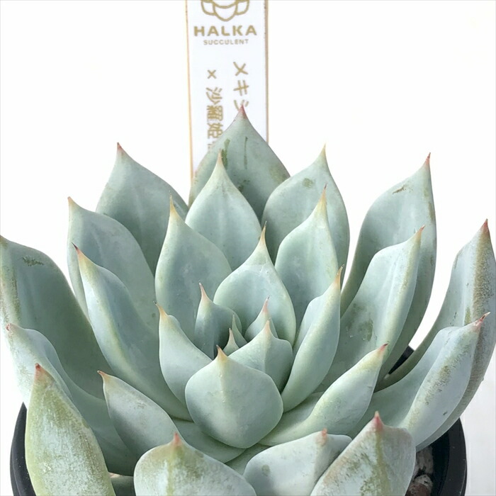 楽天市場】多肉植物 halkエケベリア Filou フィルー 多肉植物