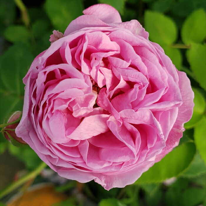 楽天市場】予約販売 バラ 苗 バラ 新苗 中輪 ニコロパガニーニ