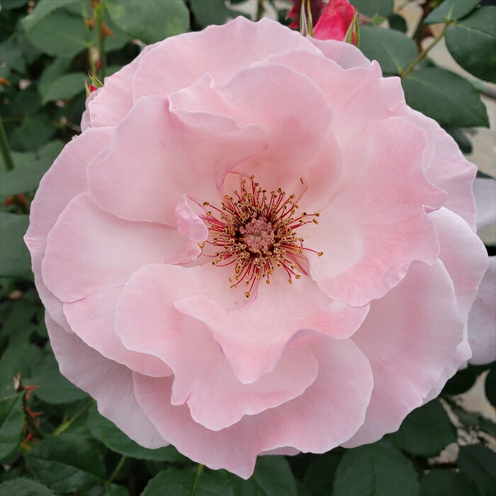 楽天市場】予約販売 バラ 苗 バラ 新苗 中輪 ザンブラ'93 木立性