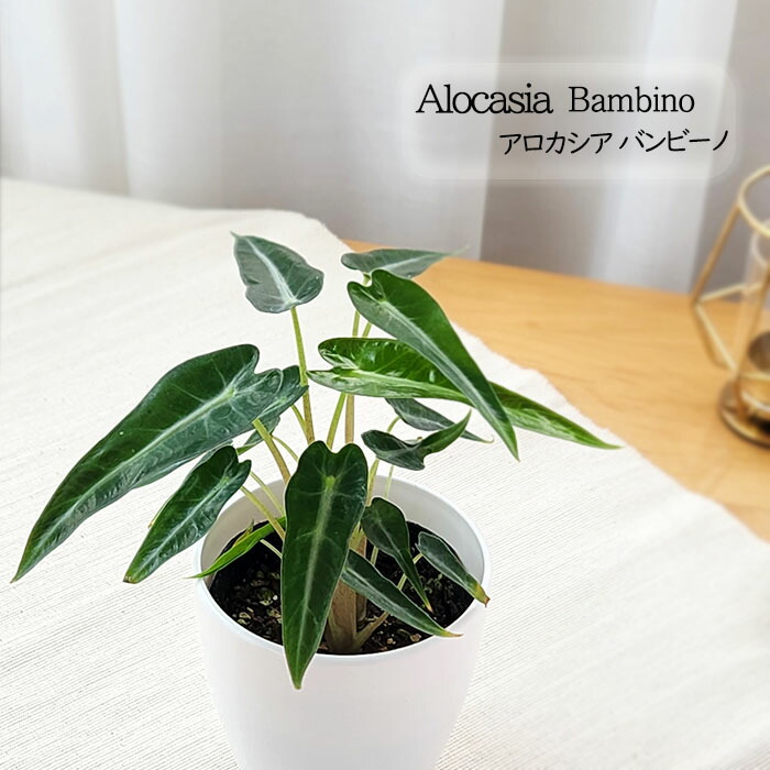楽天市場】観葉植物 モンステラ ジェイドウイング 4号鉢 観葉 楽天市場】観葉植物 モンステラ ジェイドウイング 4号鉢 観葉