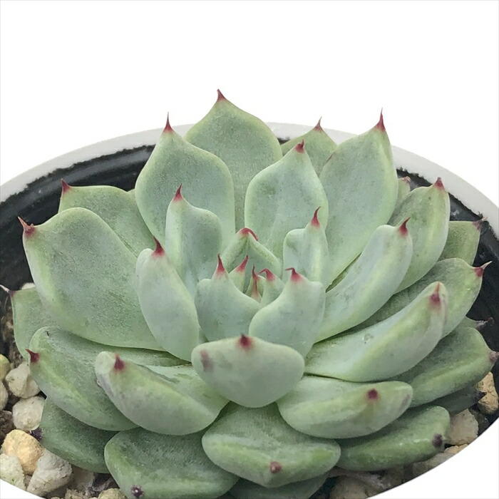 楽天市場】多肉植物 hxエケベリア リンゼアナ×黒爪ザラゴーサ