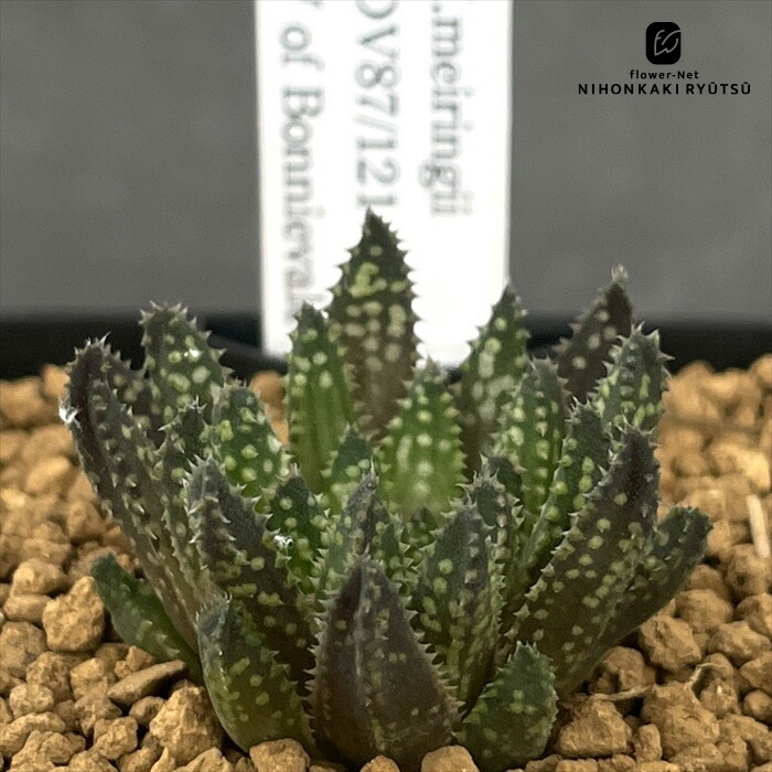 楽天市場】多肉植物 niハオルチア 赤い鳥（赤斑オブツーサ錦）×大紫