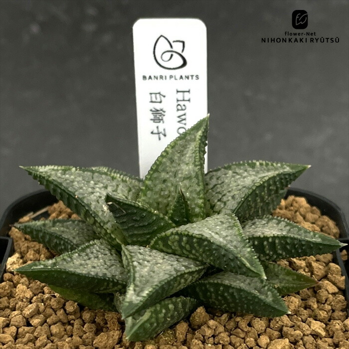 0524．多肉植物　ハオルチア　もぐりん(B) 多肉植物ハオルチア白妙錦極上斑