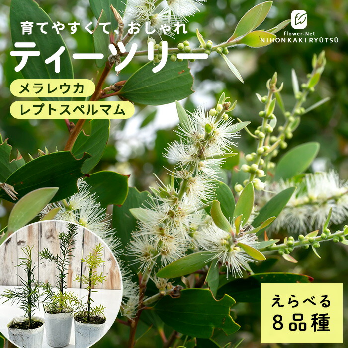 楽天市場】キングプロテア シナロイデス 9cmポット オージープランツ