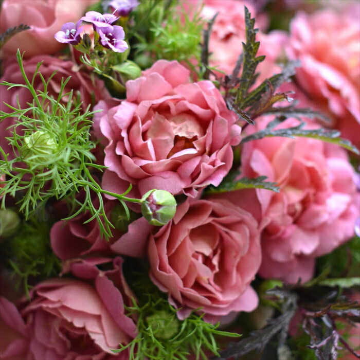 楽天市場】【2026年 早期予約】送料無料【グロッグ 新苗4号鉢】鉢植え