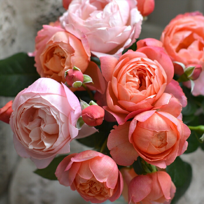 楽天市場】予約販売 クリスマスローズ ピンクニゲル 広瀬園芸さん 4.5