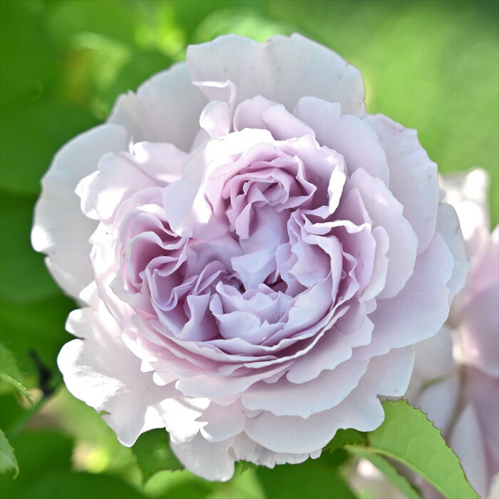 楽天市場】予約販売 クリスマスローズ ピンクニゲル 広瀬園芸さん 4.5