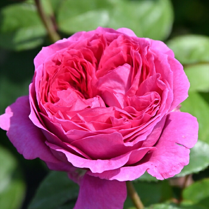 楽天市場】予約販売 バラ 苗 バラ 新苗 ロサ オリエンティス