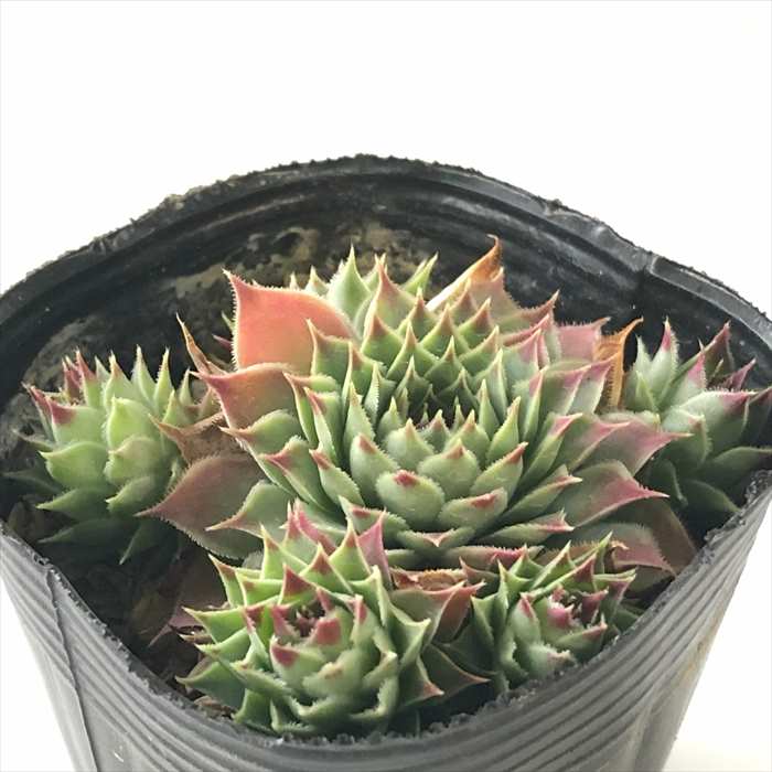 楽天市場】多肉植物 sfセンペルビウム アラクノイデウム コブ