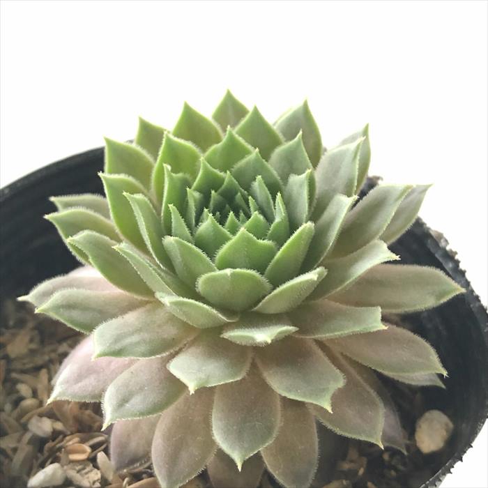 センペルビウム　デザートブルーム 楽天市場】多肉植物 sfセンペルビウム デザートブルーム 7.5cmポット