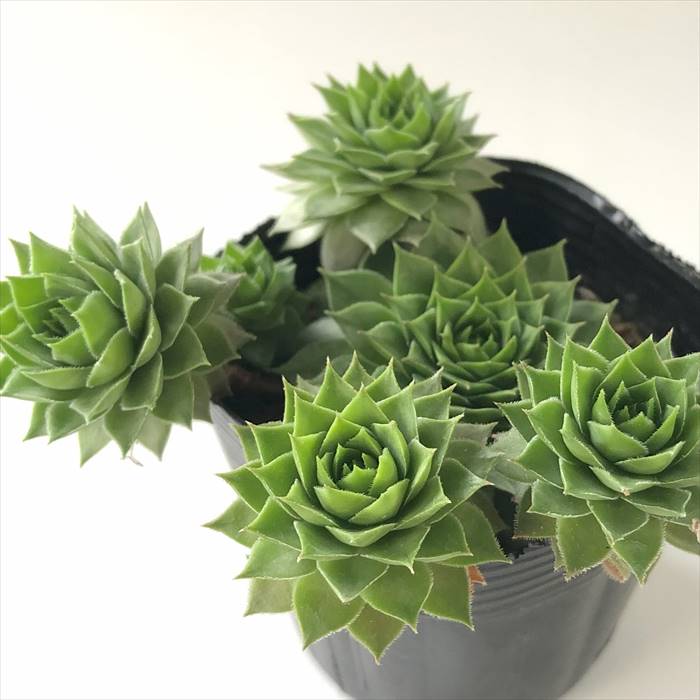 楽天市場】多肉植物 sfセンペルビウム ジェロナ 7.5cmポット