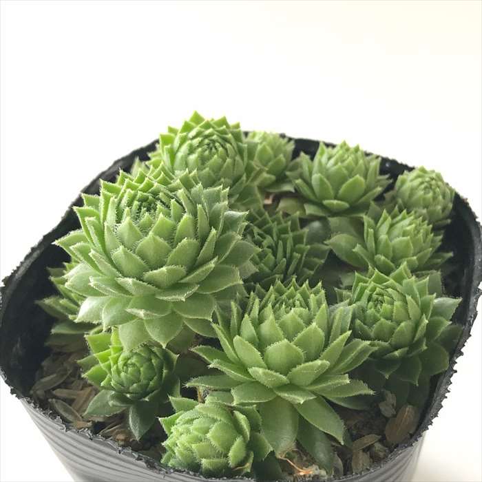 センペルビウム グローイングアンバーズ ② センペルビブム