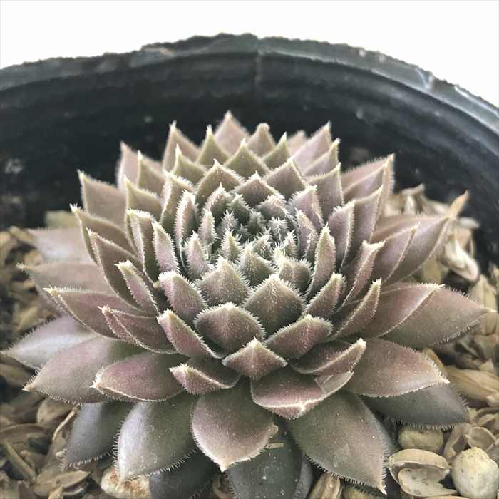 センペルビウム ★Plum Pie★根付き♪ センペルビウム ☆Plum Pie☆根付き♪