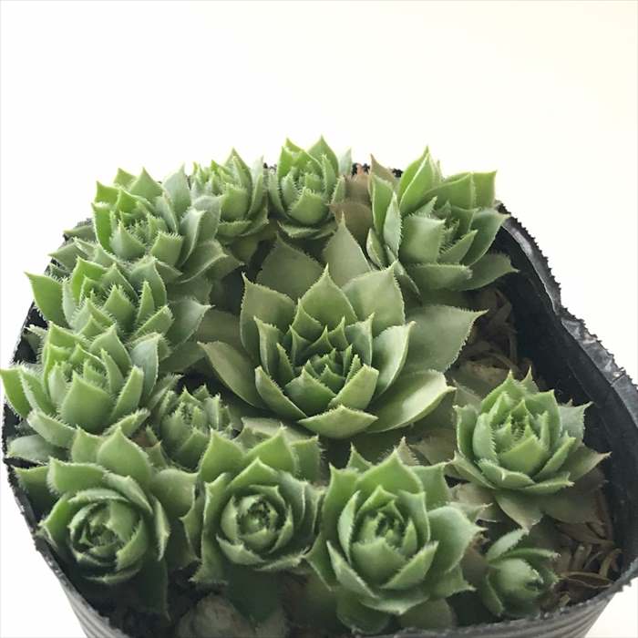 センペルビウム　ファイヤーバード 楽天市場】多肉植物 sfセンペルビウム ファイヤーバード 7.5cm