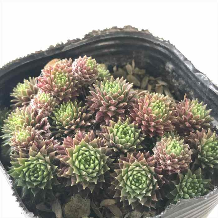 感謝を込めて。センペルビウム15(*´ω`*)Ｍ 楽天市場】多肉植物 sfセンペルビウム アイシクル 7.5cmポット