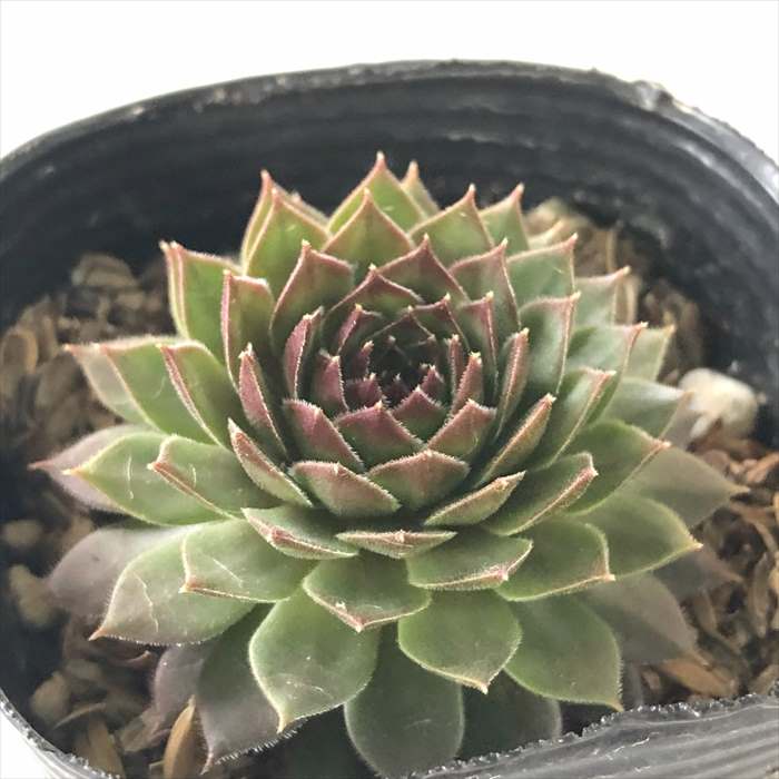 センペルビウム 輸入 My Candy Shop センペルビウム 輸入 My Candy Shop センペルビウムの販売