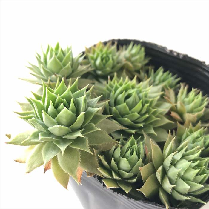 楽天市場】多肉植物 sfセンペルビウム マリーン 7.5cmポット