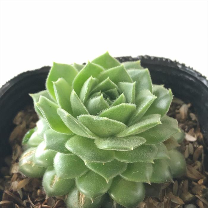 楽天市場】多肉植物 sfセンペルビウム キーライムキス 7.5cmポット