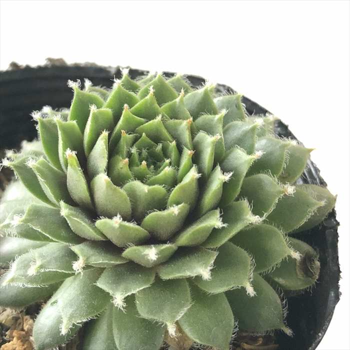 きょん様 サンドロップ 2つ センペルビウム 多肉植物 抜き苗 楽天市場】多肉植物 センペルビウム ムーンドロップ 7.5cmポット 観葉