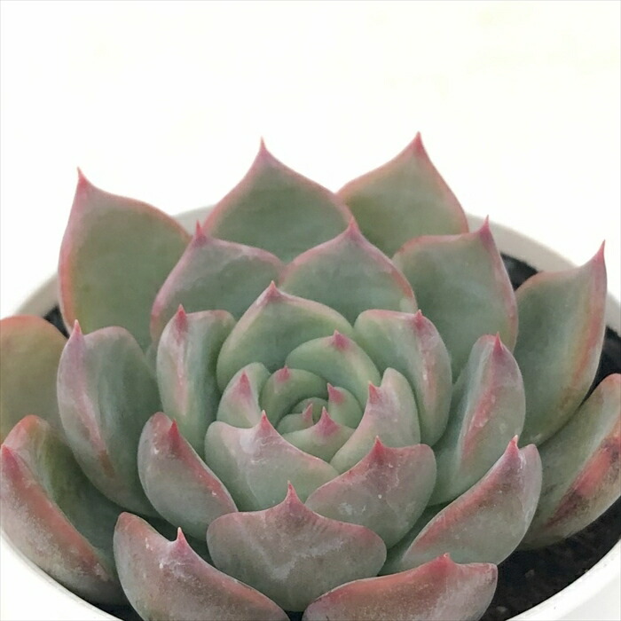 楽天市場】多肉植物 hmエケベリア ラズアガ 多肉植物 エケベリア