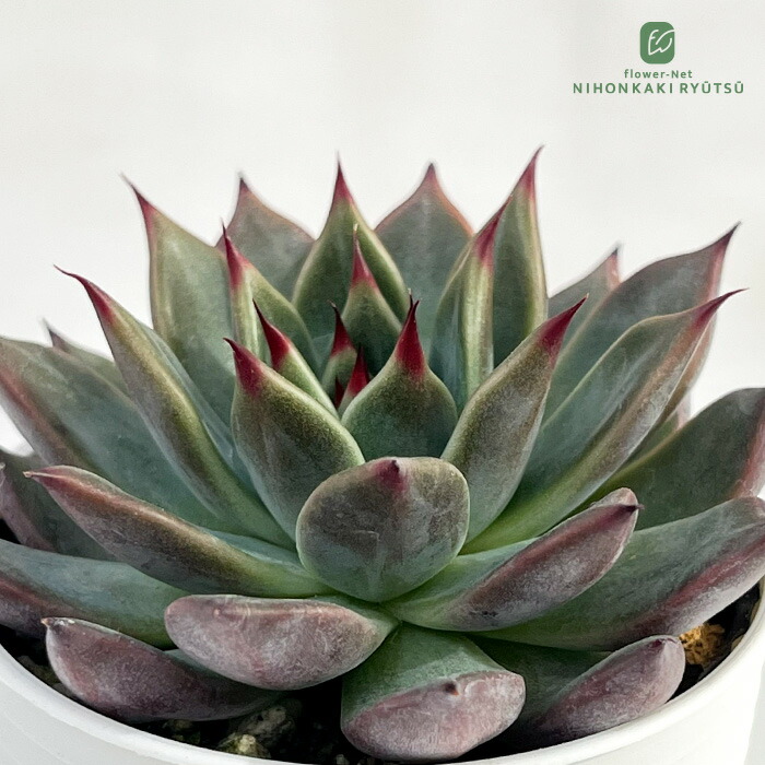 楽天市場】多肉植物 oriミックスベリア No.027 ラズベリーメモリーズ