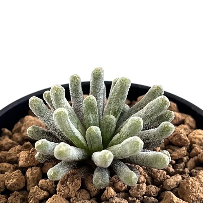 楽天市場】多肉植物 caドルステニア ギガス 実生苗 送料無料 多肉植物