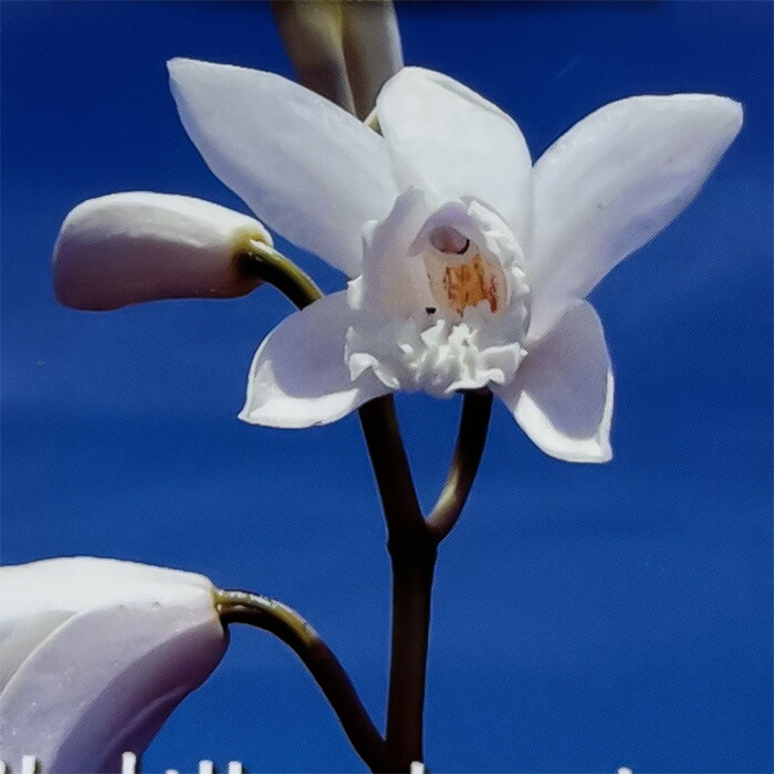 楽天市場】シラン 苗 紫蘭 紫花 9cmポット 多年草 ガーデニング 花苗