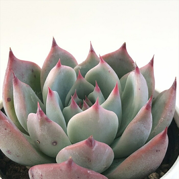 楽天市場】多肉植物 hxエケベリア チワワエンシスイエコラ×シムランス