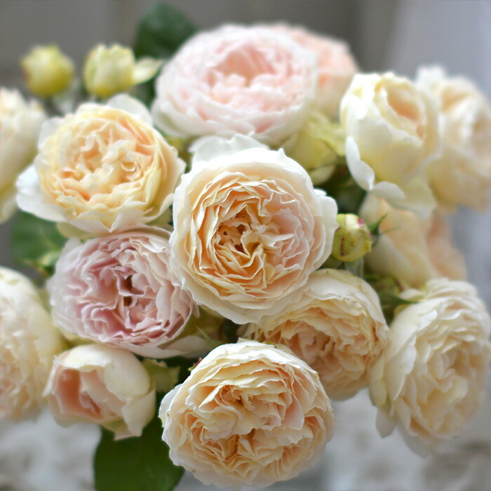 楽天市場】予約販売 バラ苗 バラ大苗 河本バラ園 アンヌ 品種登録出願