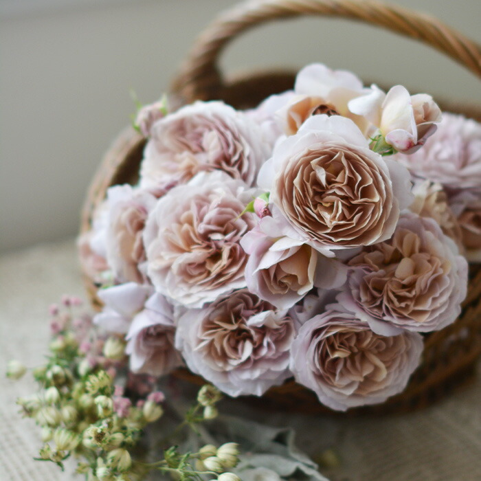 楽天市場】予約販売 バラ苗 バラ大苗 河本バラ園 パニエ 品種登録出願