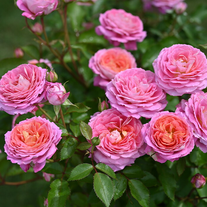 楽天市場】予約販売 バラ 苗 バラ 新苗 ドリュ フリゼ 品種登録出願中