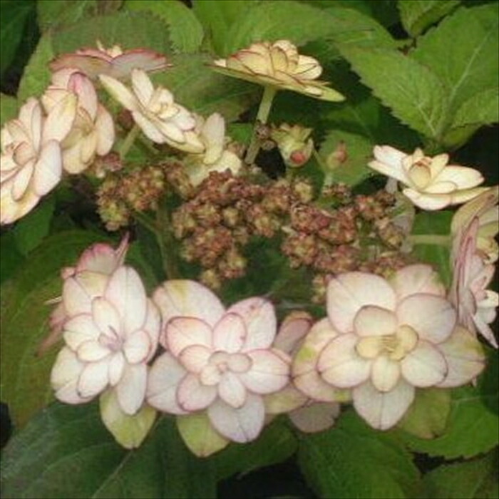 楽天市場】予約販売 吉岡麗子さんの山アジサイ 伊予獅子てまり ピンク