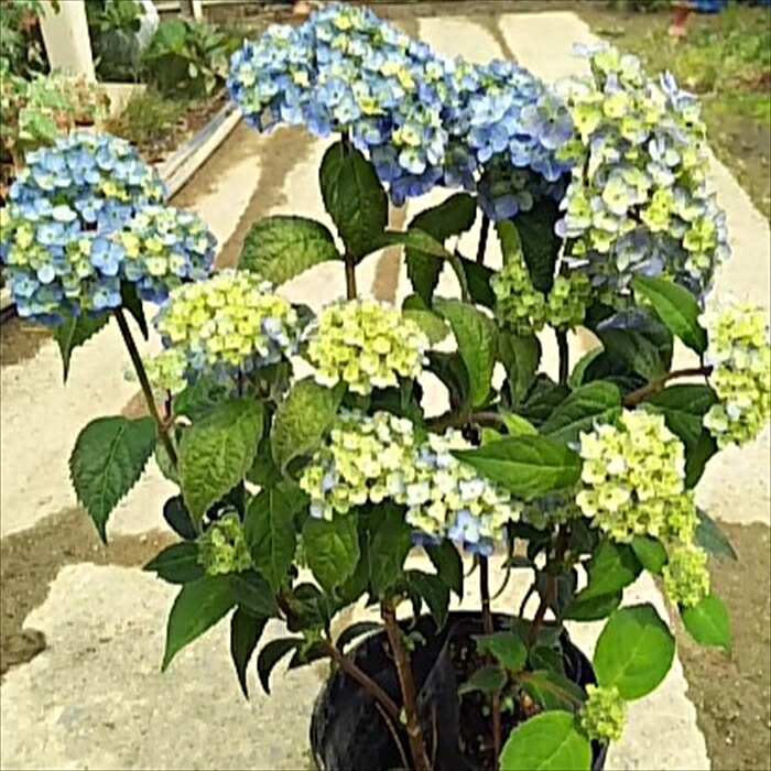 楽天市場】予約販売 吉岡麗子さんの山アジサイ 伊予獅子てまり ピンク