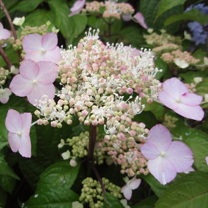 楽天市場】予約販売 山アジサイ 虹紫 9cmポット 苗 花苗 苗木 山