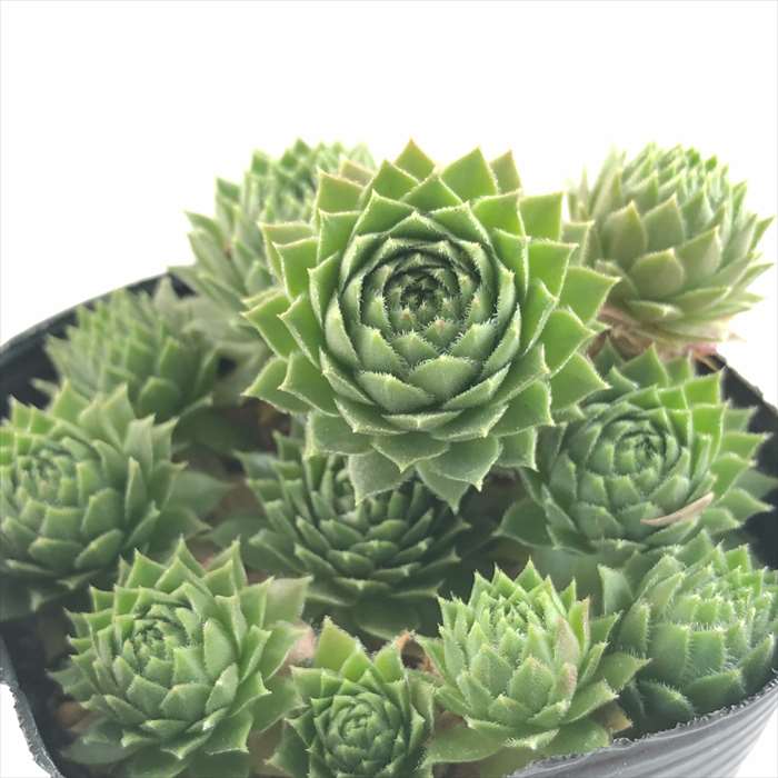 楽天市場】多肉植物 seセダム モリムラマンネングサ 7.5cmポット 多肉