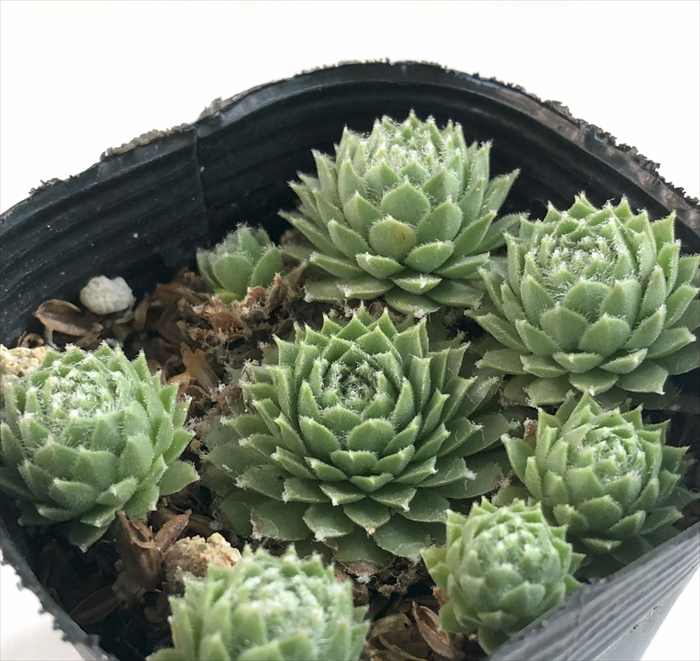 楽天市場】多肉植物 sfセンペルビウム デザートブルーム 7.5cmポット