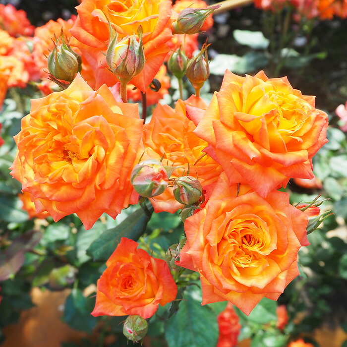 楽天市場】予約販売 バラ 苗 バラ 新苗 中輪 マリーナ 木立性 四季咲き