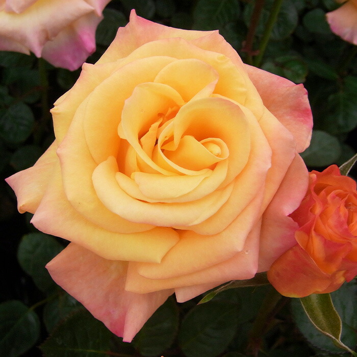 楽天市場】予約販売 バラ 苗 バラ 新苗 大輪 ファーストプライズ 木立