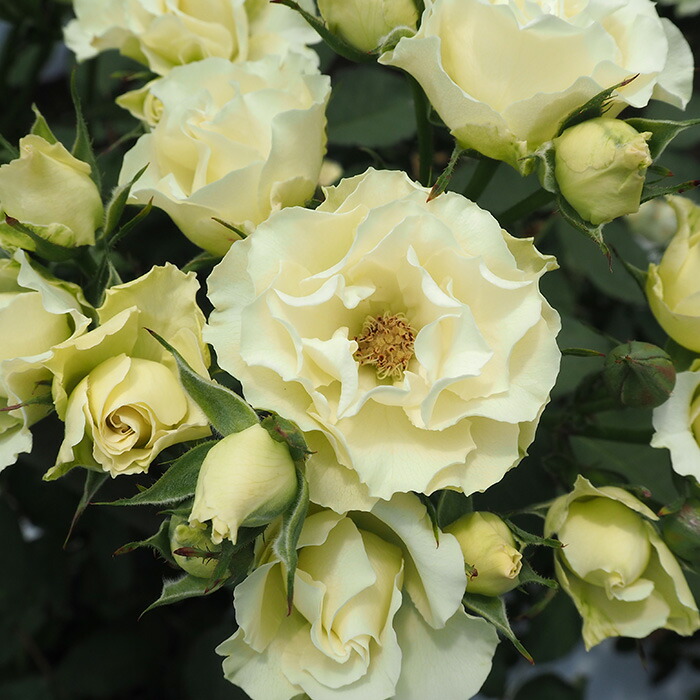 楽天市場】予約販売 バラ 苗 バラ 新苗 中輪 シルバーウィンド 木立性 楽天市場】予約販売 バラ 苗 バラ 新苗 中輪 シルバーウィンド 木立性