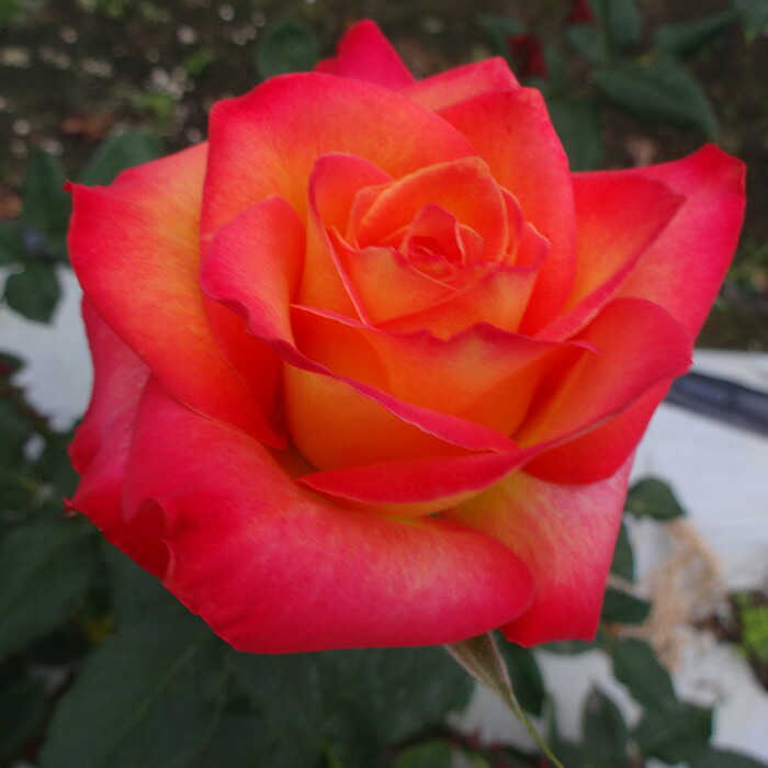 楽天市場】予約販売 バラ 苗 バラ 新苗 大輪 コーヒーブレイク 木立性