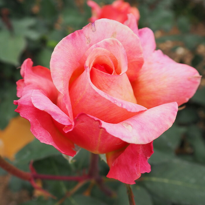 楽天市場】予約販売 バラ苗 バラ大苗 大輪 ルイドゥフューネ 四季咲き