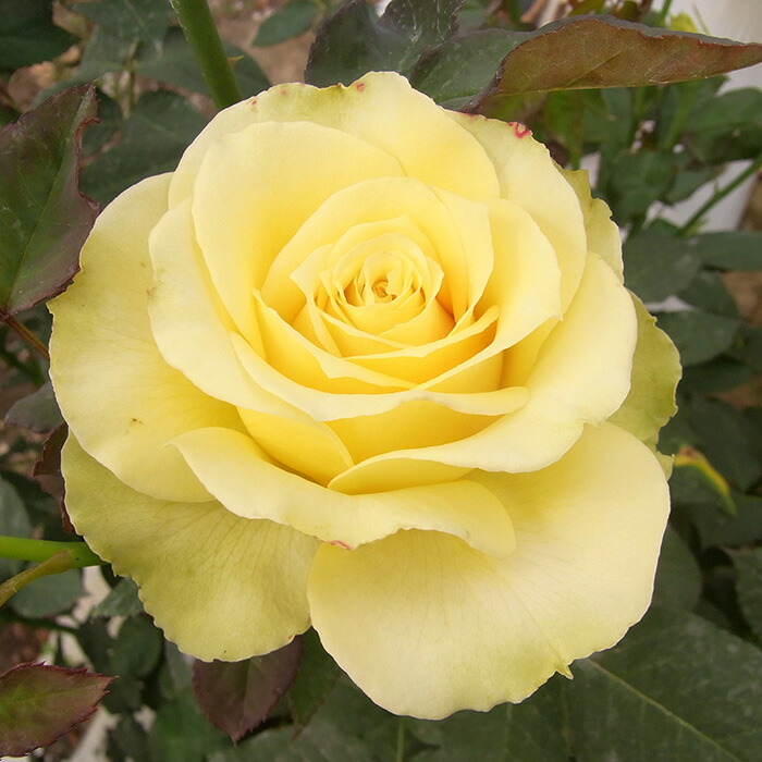 楽天市場】予約販売 バラ 苗 バラ 新苗 中輪 カリスマ 四季咲き 薔薇