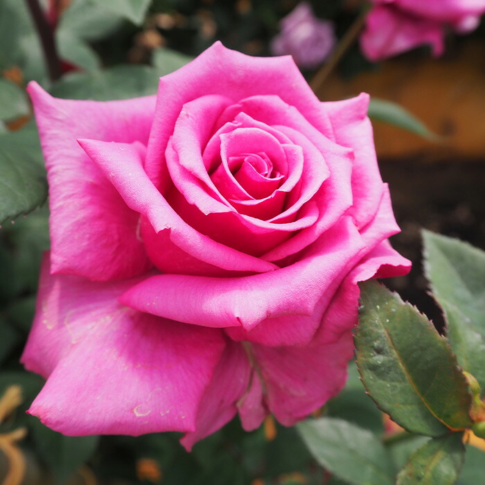 薔薇 楽天市場】予約販売 バラ 苗 バラ 新苗 大輪 マジックモーメント 木立