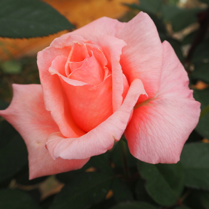 楽天市場】予約販売 バラ 苗 バラ 新苗 大輪 ファーストプライズ 木立