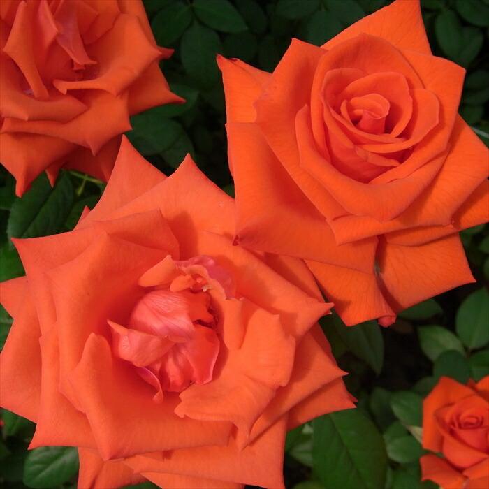 楽天市場】予約販売 バラ苗 バラ大苗 河本バラ園 イエローエタニティ