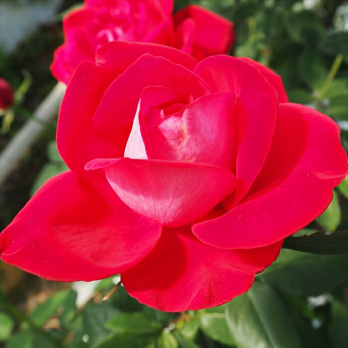 楽天市場】【まもなく締め切り】 予約販売 バラ苗 バラ大苗 大輪 宴